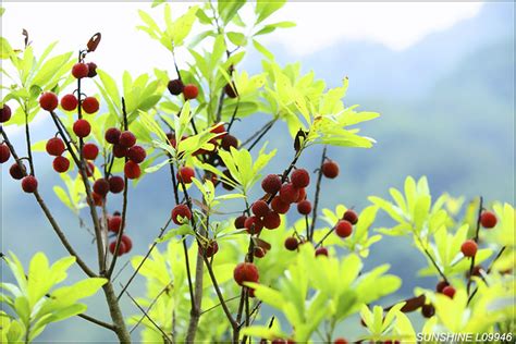 紅梅樹|紅梅樹